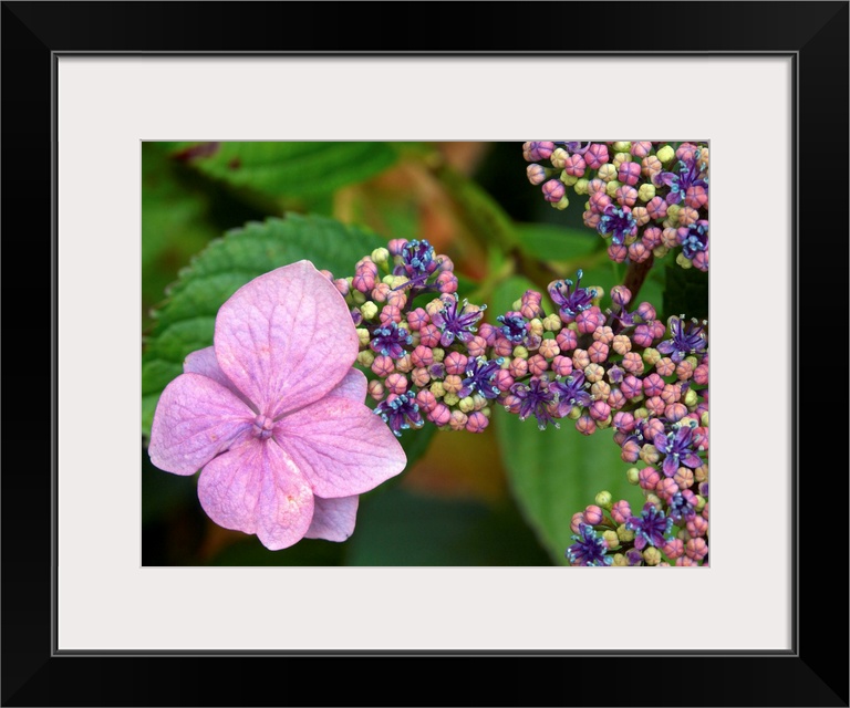 Lacecap Hydrangea flowers. The larger flowers are sterile while the smaller flowers are fertile.