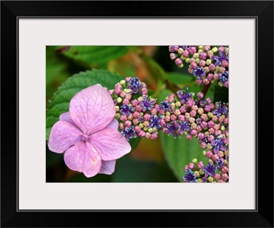 Lacecap Hydrangea