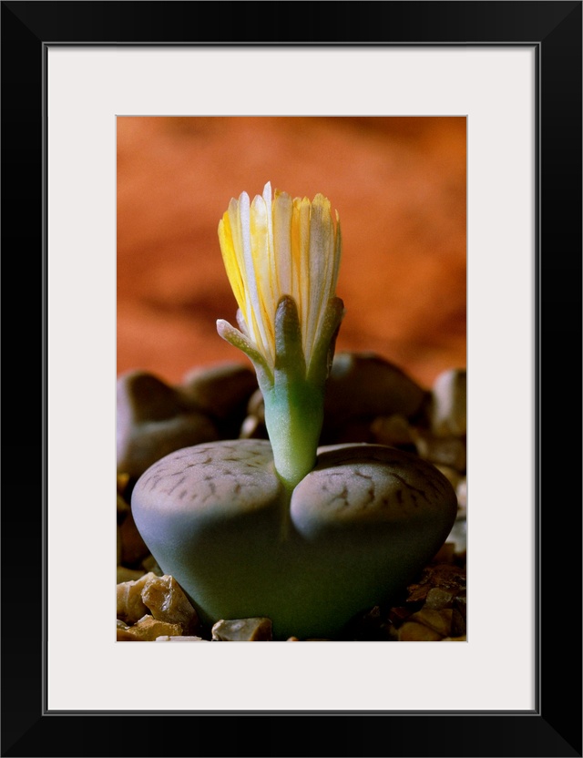 Living stone flower (Lithops pseudotruncatella dendritica).