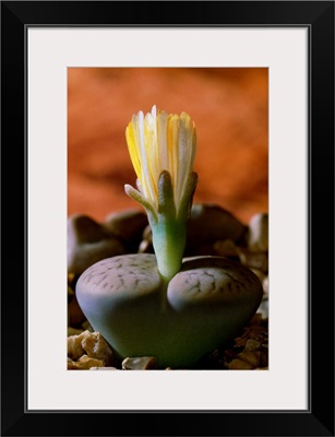 Lithops pseudotruncatella dendritica