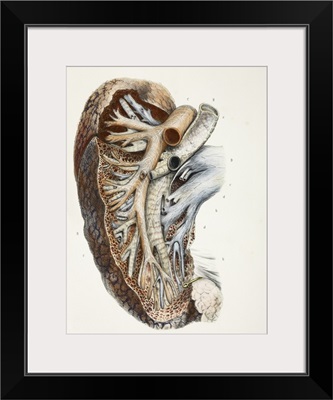 Lung blood vessel nerves, 1844 artwork
