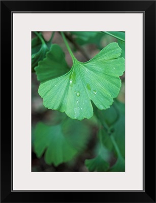 Maidenhair tree leaf (Ginkgo biloba)