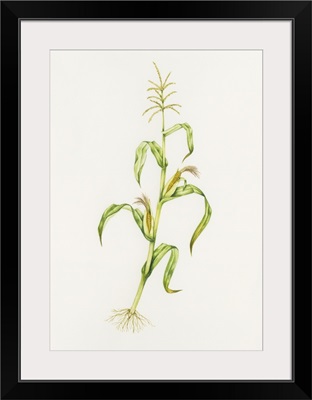 Maize (Zea mays)
