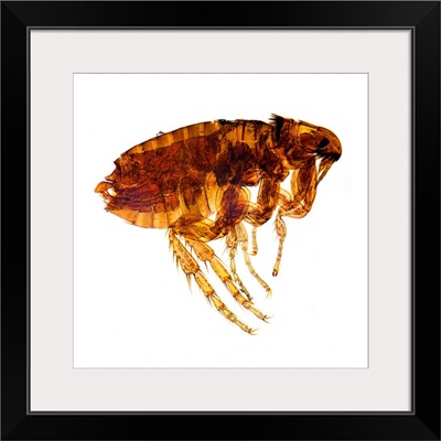 Male flea, light micrograph