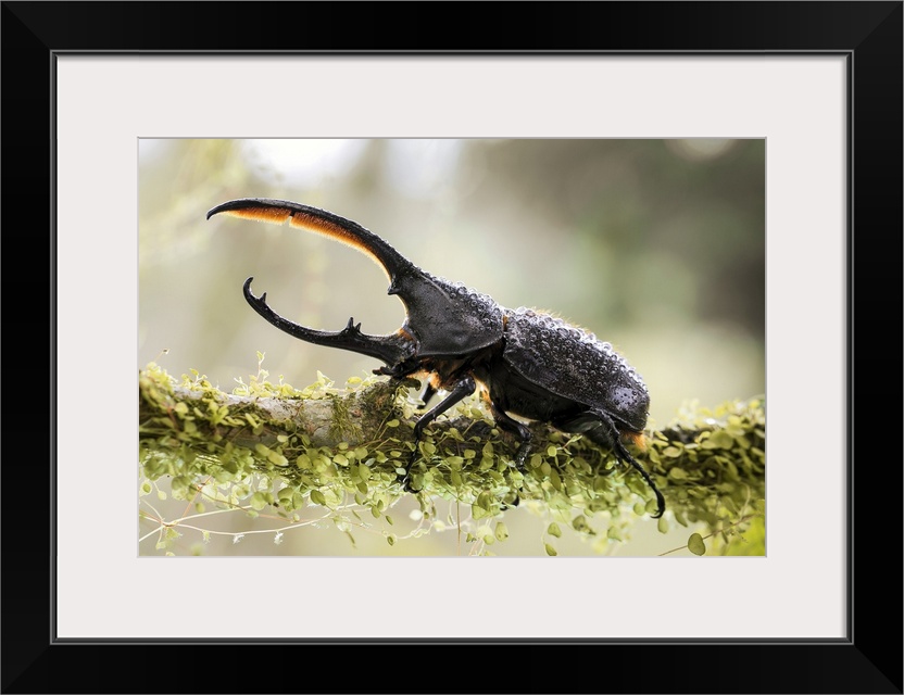 Male Hercules beetle. The Hercules beetle (Dynastes hercules) is the most famous and largest of the rhinoceros beetles. It...