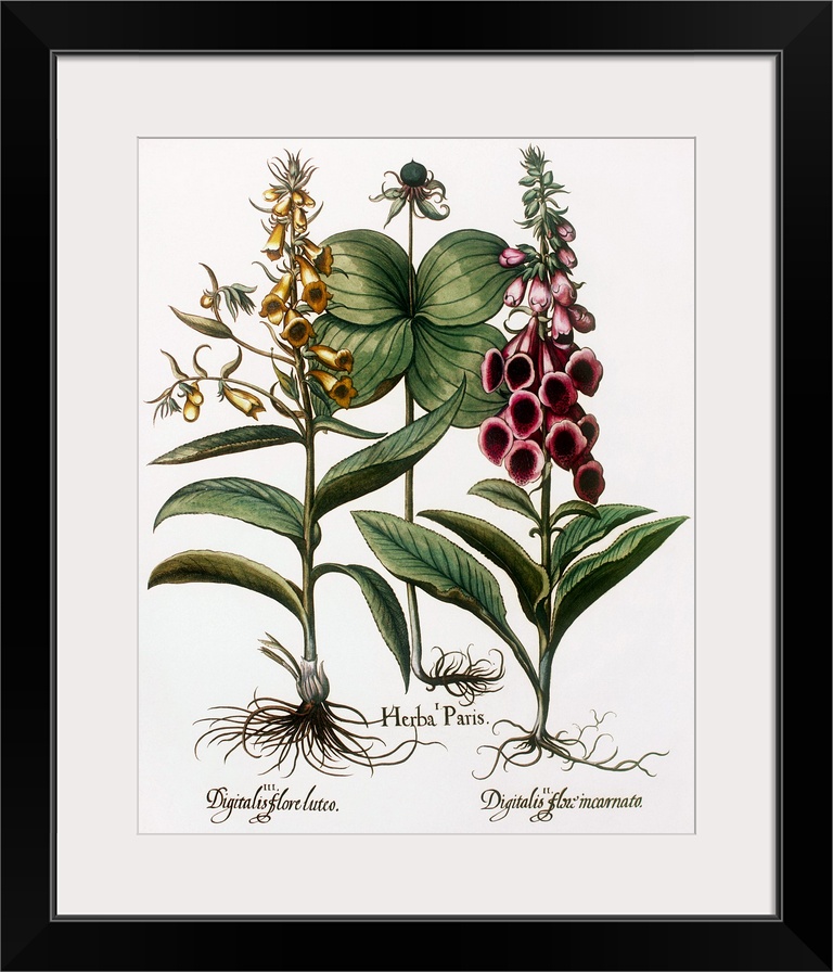 Medicinal plants. Historical artwork of foxglove plants (Digitalis sp., left and right) and herb paris (Paris quadrifolia,...