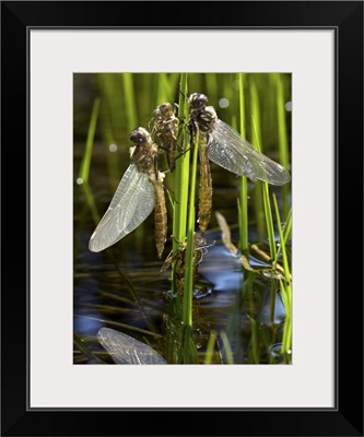Newly-emerged dragonflies
