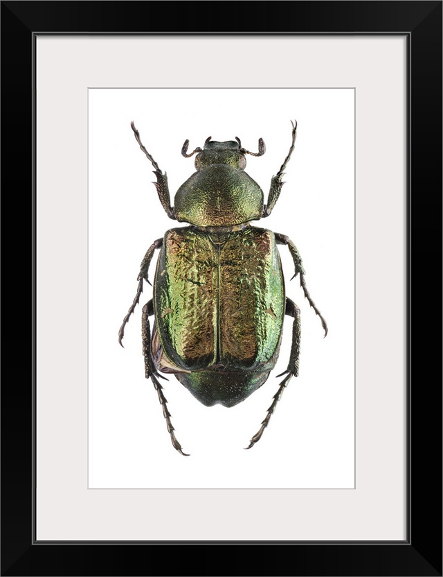 Noble chafer. The noble chafer (Gnorimus nobilis) is a green scarab beetle. It spends most of its life as a grub in the ro...