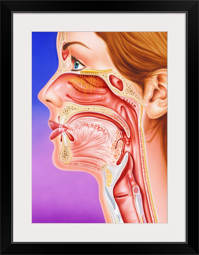 Nose, mouth and throat. Cutaway artwork of the anatomy of the nose, mouth and throat. The large nasal cavity (upper centre...
