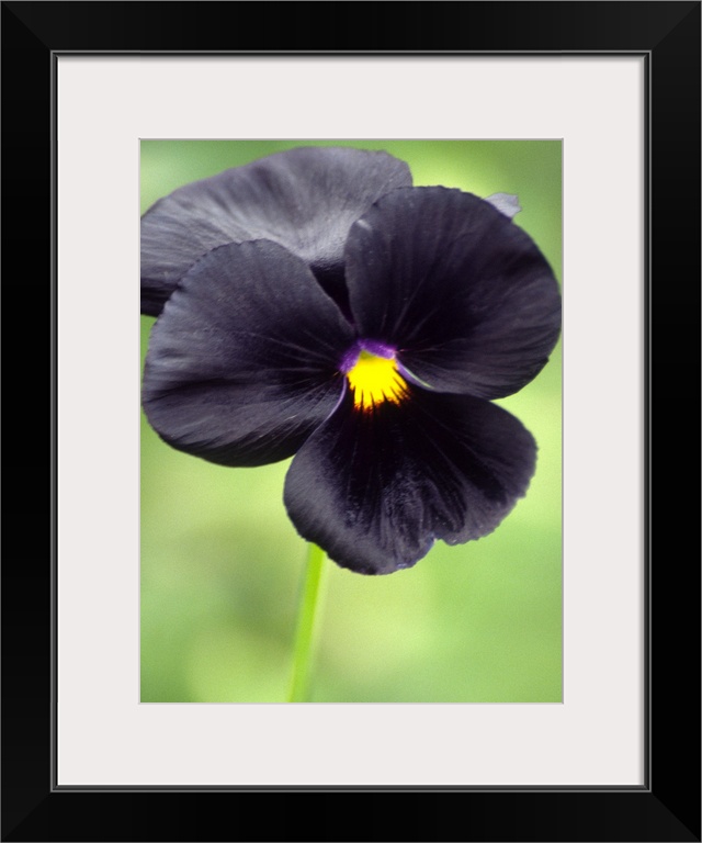 Pansy flower (Viola wittrokiana).