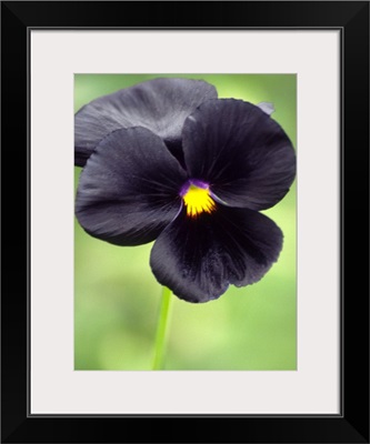 Pansy (Viola wittrockiana)