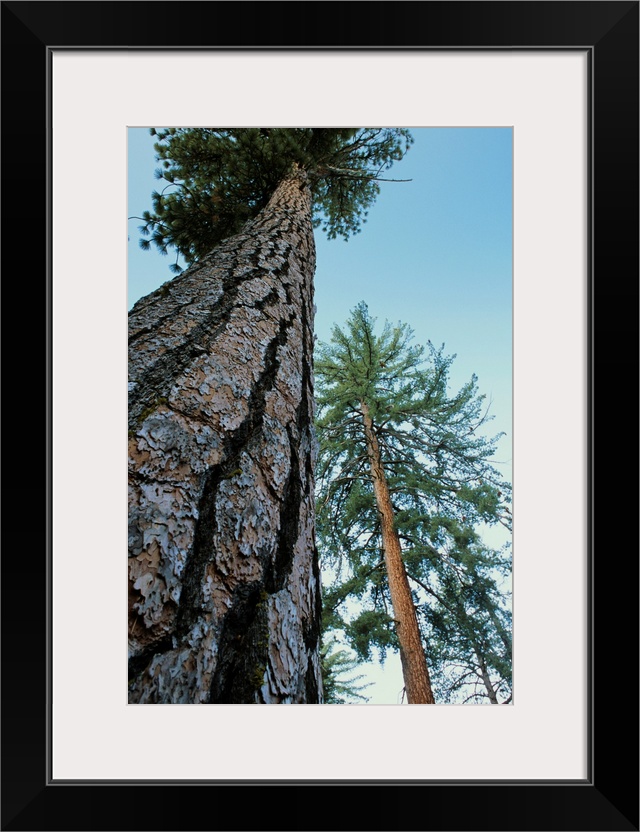 Ponderosa pine trees (Pinus ponderosa). Photographed in Kings Canyon National Park, California, USA.