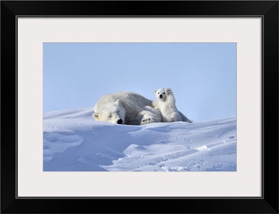 Polar Bear Mother And Cub