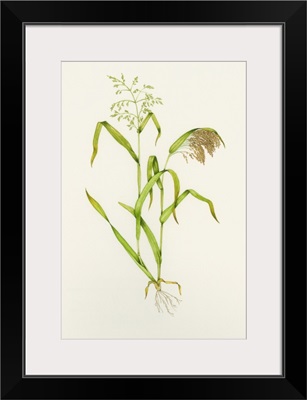 Proso millet (Panicum miliaceum), artwork
