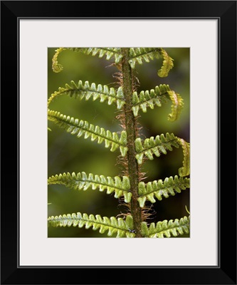 Scaly male fern (Dryopteris affinis)
