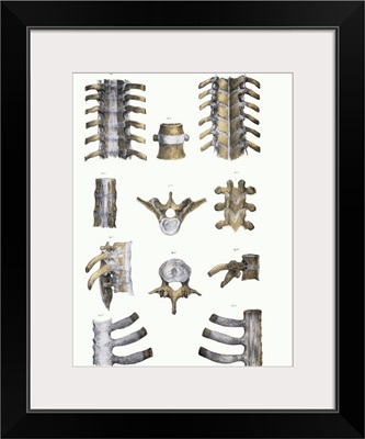 Spinal bones and ligaments
