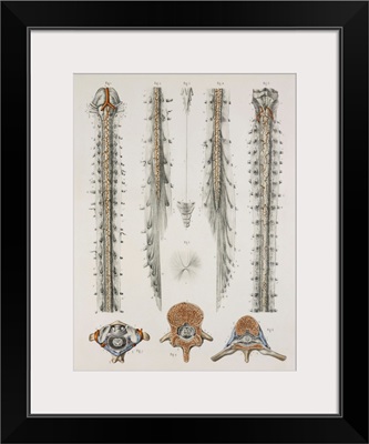 Spinal cord anatomy, 1844 artwork
