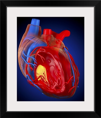 Structure of a human heart, artwork