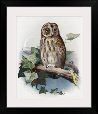 Tawny owl, historical artwork