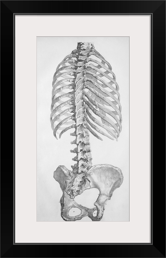 Torso bones. Historical anatomical artwork of the bones of the human torso, seen from the rear. The backbone (vertical, ce...