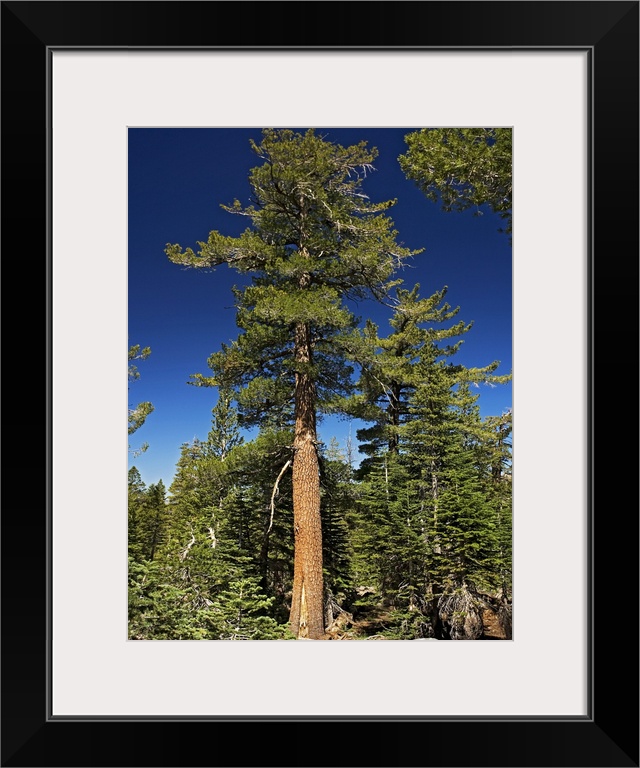 Western white pine tree (Pinus monticola). Photographed at around 3000 metres in the Sierra Nevada, California, USA, in July.