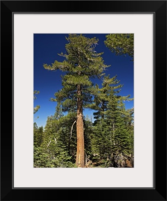 Western white pine (Pinus monticola)