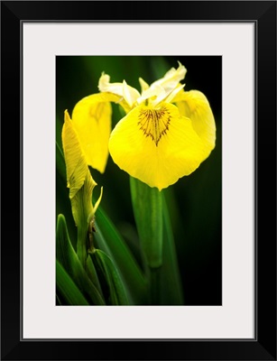 Yellow flag iris flowers (Iris sp.)