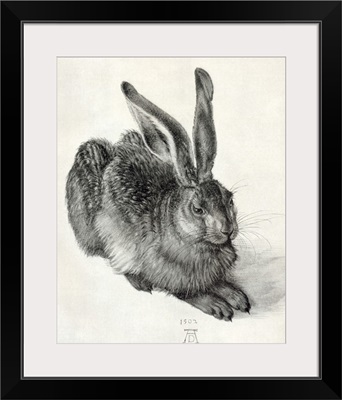 Young hare, by Durer
