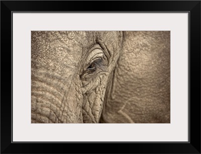 African Elephant eye