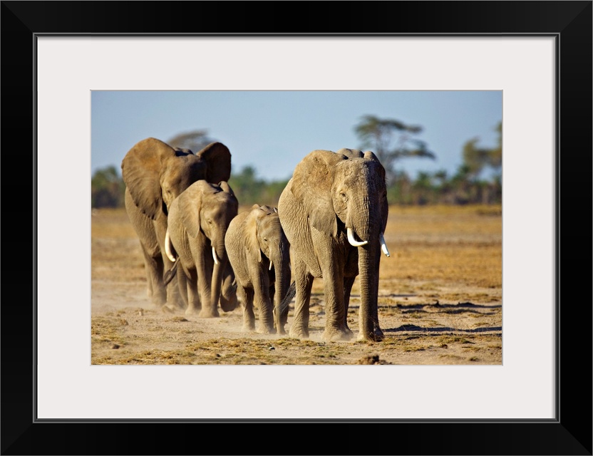 African Elephant Family