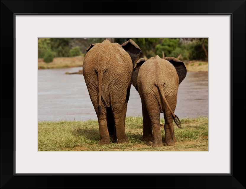 African Elephant Family