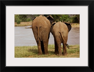 African Elephant Family