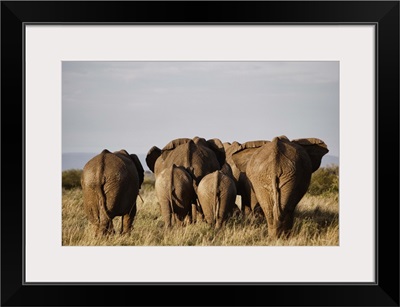 African Elephant Family