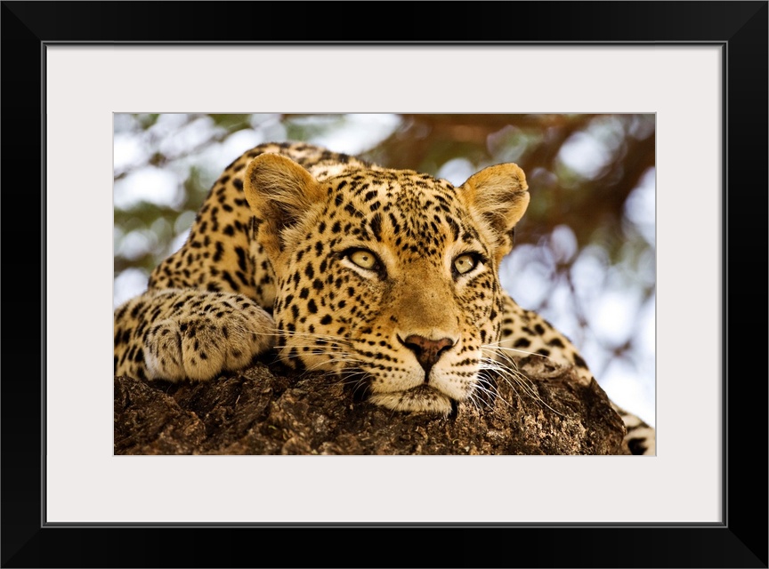 A close up photograph of a lazy, big cat resting on a rock while watching something out of frame.