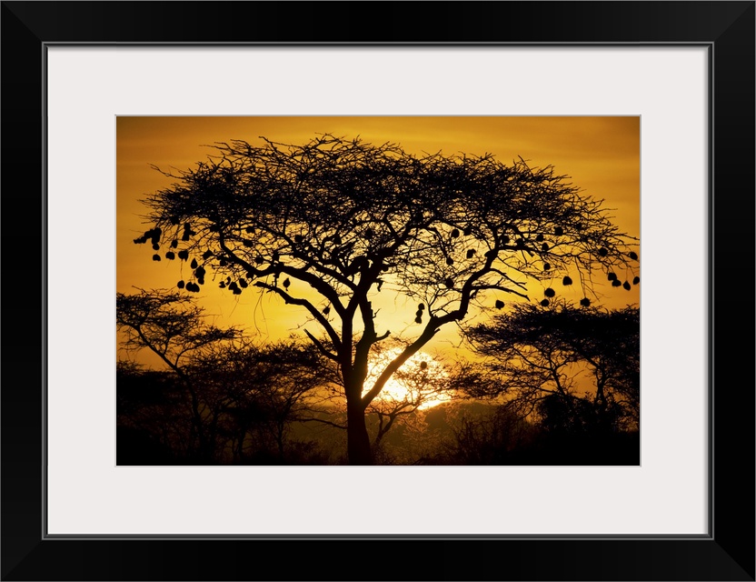 Large, landscape photograph of a tree and bushes of an African landscape, silhouetted by the setting sun in the background.