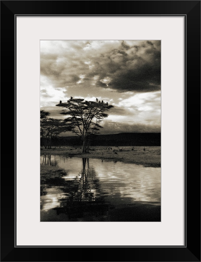 Large birds resting in the canopy of a tree in the savannah under dramatic clouds at dusk.