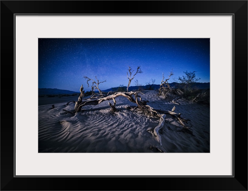 Bare trees at the Mesquite Sand Dunes at Death Valley National Park