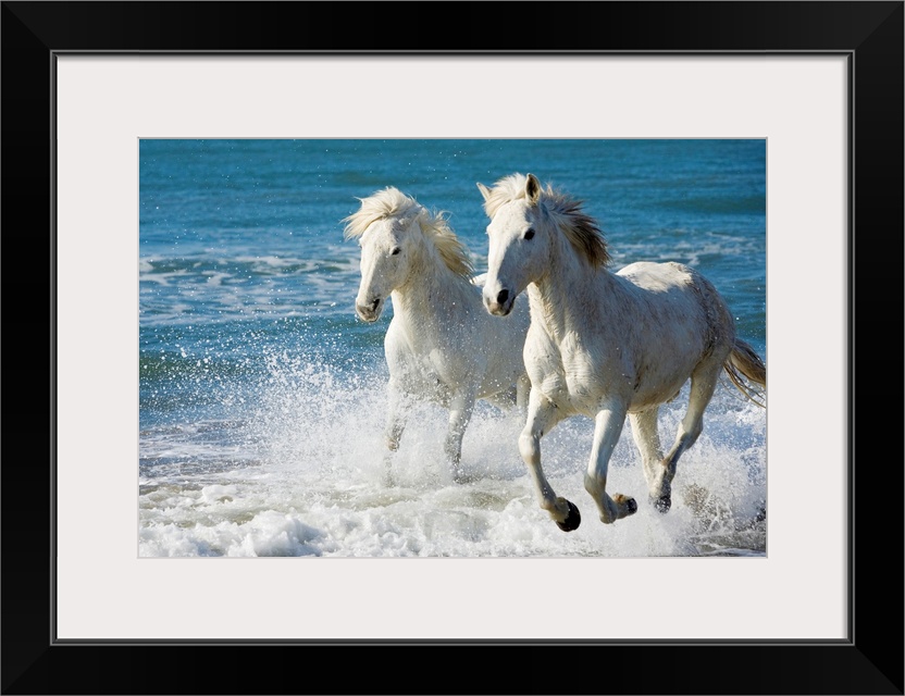 Giant photograph of two Camargue horses galloping along the edge of the ocean on a beach in South France.