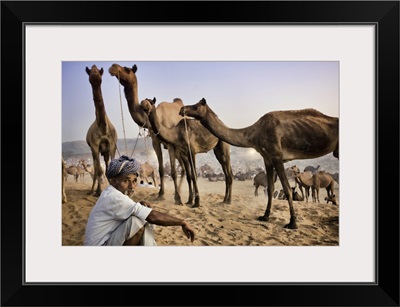 Camel trader at the Pushkar camel festival, Pushkar, India