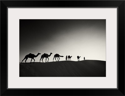 Camels and their owners at sunset, Rajistan, India