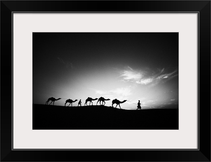 Camels and their trainers walking through the desert at sunset, Jaisalmer, India