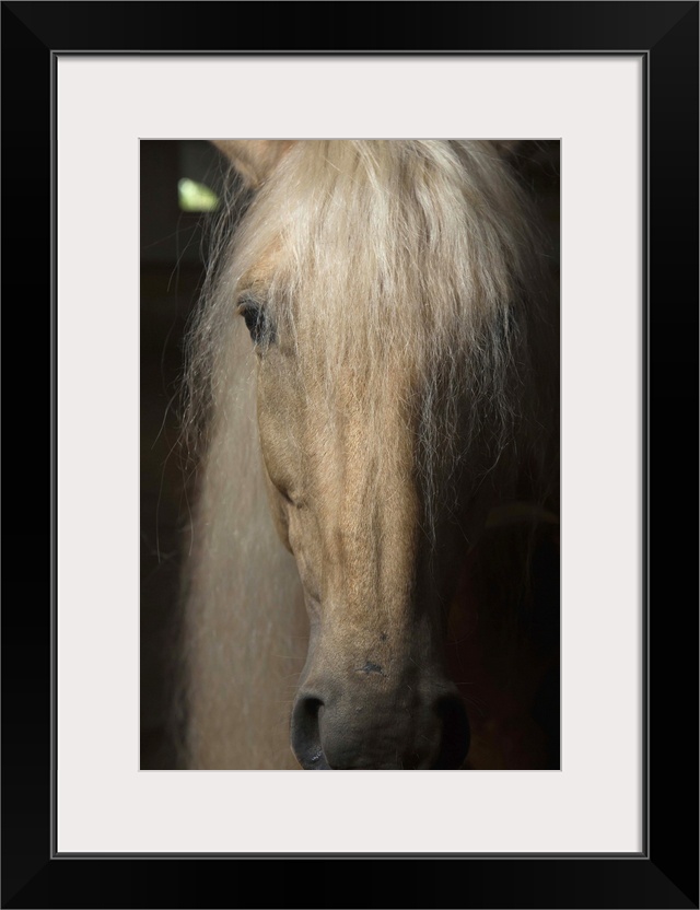 Close up portrait of a light colored long haired horse in France.