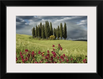 Cypress trees in the Tuscan countryside