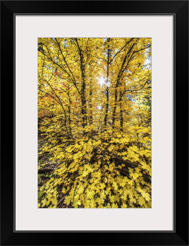 Bright yellow leaves in a forest in autumn.