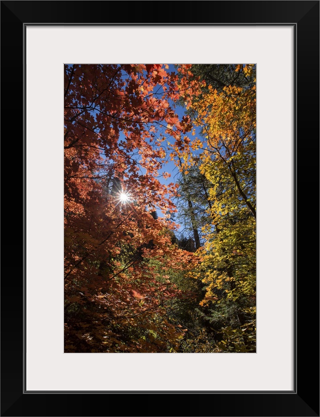 Fall color in Sedona, Arizona