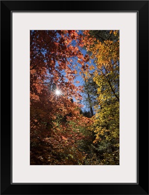 Fall color in Sedona, Arizona