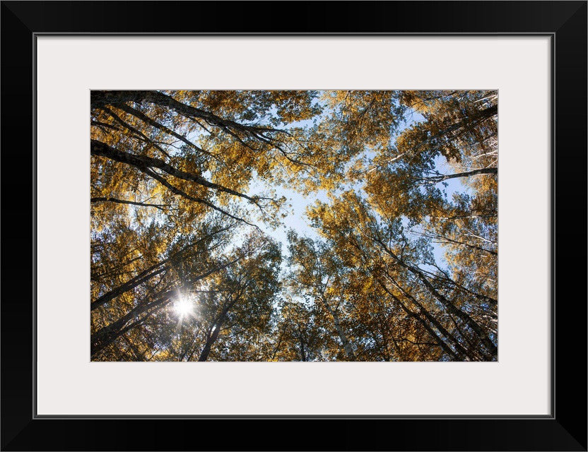 Fall color of large trees in Acadia National Park in Maine.