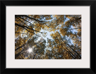 Fall color of large trees in Acadia National Park in Maine