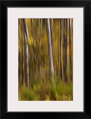 Fall color with trees blurred