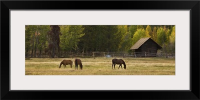 Horses in Jackson Hole, Wyoming